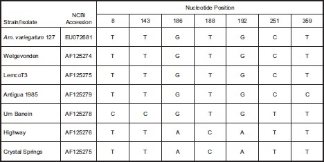 Differences found from a clustal nucleotide sequence alignment comparing the map1-like (orf2) gene fragment from Antigua tick 127 to other E. ruminantium strains: Welgevonden isolate (AF125274), Crystal Springs isolate (AF125275), Highway isolate (AF125276), LemcoT3 isolate (AF125277),UmBanein isolate (AF125278), and the Antigua isolate from 1985 (AF125279). Nucleotide position numbering is given based on nucleotide order within the PCR amplified gene fragment.