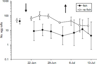 Egg rafts (backtransformed mean ± 95% CI) of Cx. tarsalis collected on four 1-m transects from replicate 28-m2 mesocosms containing caged G. affinis or lacking fish. The left arrow indicates the date that fish were added to cages and the right arrow indicates the date that fish were removed from cages. Data are offset horizontally to facilitate illustration.