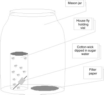 Mason glass jar setup for determination of vapor toxicity against house flies. The Mason glass jar after treatment was closed tightly with the lid inverted (the rubber gasket side up).