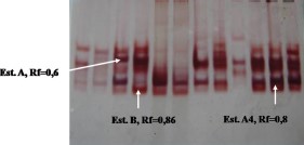 Zymogram of esterases in larvae from Ae. aegypti strains: susceptible Rockefeller (lanes 1 and 2), resistant to temephos SANtem-F11 (lane 3), resistant to deltamethrin, SAN-F14 (lane 4), SANtem-F11 strain survivors of selection with temephos (lane 5), SAN-F14 strain survivors of selection with deltamethrin (lane 6), Puntarenas strain (lanes 7–9), and Limon (lanes 10–12). (Online figure in color.)
