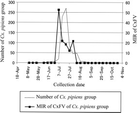 The MIR of CxFV and number of Cx. pipiens group in site A (Fig. 1) in 2005. The MIR means CxFV-positive pool number per 1,000 mosquitoes tested. The numbers of mosquitoes were calculated from the weekly collected numbers.