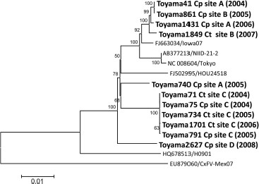 Phylogenetic tree of the complete genome of CxFV. The tree was constructed by the neighbor-joining method. CxFV isolates in Toyama Prefecture are denoted in bold and shown as strain name, isolation source (Ct, Cx. tritaeniorhynchus; Cp, Cx. pipiens group), site name (Fig. 1), and year of isolation. The reference strains are shown by “accession no./strain name.” The scale shows the genetic distance in nucleotide substitutions per site. Numbers at branches indicate bootstrap values (%) >50%. Bootstrap replications were performed 1,000 times.