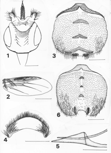 Crataerina koreana Iwasa, new species. Male (holotype). (1) Head, dorsal view; (2) wing (right), dorsal view; (3) abdomen, dorsal view; (4) epandrium, posterior view; (5) aedeagus, gonopod, and hypandrium. Scales: Figs. 1–3, 1 mm; Figs. 4–5, 0.5 mm. (6) Crataerina koreana Iwasa, new species. Female (paratype); abdomen, dorsal view. Scale: 1 mm.