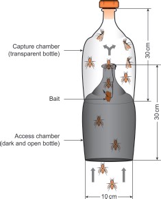 Carrion trap used to collect necrophagous insects in southeastern Brazil (adapted from Moretti et al. 2011b). (Online figure in color.)