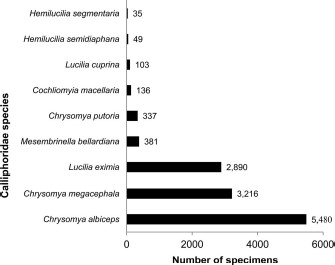 Abundances of species of Calliphoridae collected (n = 12,627).