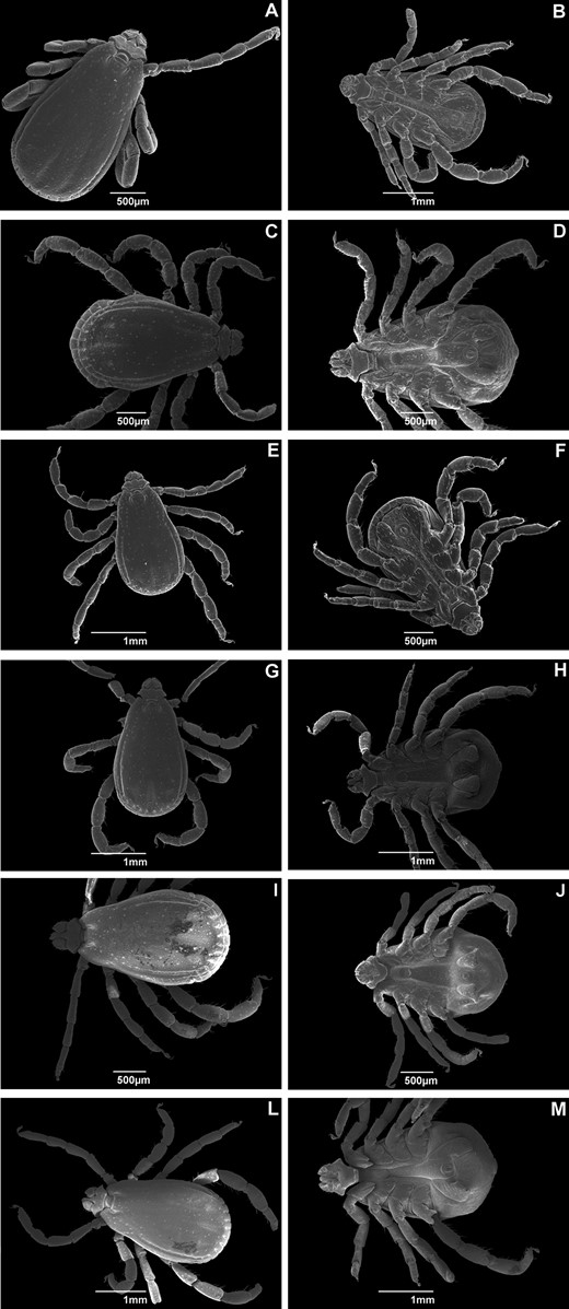 Scanning electron micrographs of adult male Rhipicephalus sanguineus (Acari: Ixodidae) collected in Brazil. Dorsal and ventral view of ticks from (A) Rondônia (× 33); (B) Rondônia (× 23); (C) Roraima (× 27); (D) Roraima (× 30); (E) Pernambuco (× 25); (F) Pernambuco (× 27); (G) Rio Grande do Norte (× 25); (H) Rio Grande do Norte (× 25); (I) Paraná (× 23); (J) Paraná (× 25); (L) Rio Grande do Sul (× 23); and (M) Rio Grande do Sul (× 25).