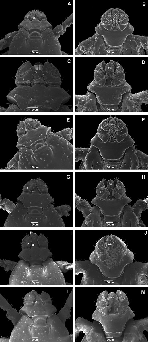 Scanning electron micrographs of the capitulum of adult male Rhipicephalus sanguineus (Acari: Ixodidae) collected in Brazil. Dorsal and ventral view of ticks from (A) Rondônia (× 100); (B) Rondônia (× 130); (C) Roraima (× 180); (D) Roraima (× 130); (E) Pernambuco (× 130); (F) Pernambuco (× 130); (G) Rio Grande do Norte (× 120); (H) Rio Grande do Norte (× 120); (I) Paraná (× 170); (J) Paraná (× 120); (L) Rio Grande do Sul (× 100); and (M) Rio Grande do Sul (× 110). P, palps; Ch, chelicerae; hyp, hypostome.