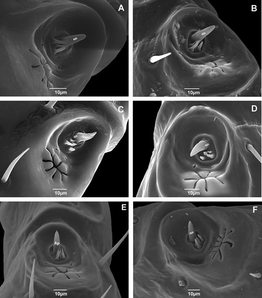 Scanning electron micrographs of the Haller’s organ of adult male Rhipicephalus sanguineus (Acari: Ixodidae) collected in Brazil. (A) Rondônia (× 2000); (B) Roraima (× 2000); (C) Pernambuco (× 1000); (D) Rio Grande do Norte (× 2000); (E) Paraná (× 1000); and (F) Rio Grande do Sul (× 1000). aP, anterior pit.