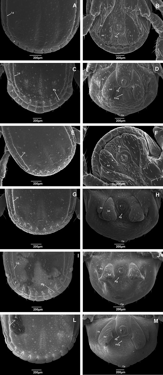 Scanning electron micrographs of posterior part of body of adult male Rhipicephalus sanguineus (Acari: Ixodidae) collected in Brazil. Dorsal and ventral view of ticks from (A) Rondônia (× 95); (B) Rondônia (× 70); (C) Roraima (× 70); (D Roraima (× 75); (E) Pernambuco (× 85); (F) Pernambuco (× 85); (G) Rio Grande do Norte (× 85); (H) Rio Grande do Norte (× 80); (I) Paraná (× 75); (J) Paraná (× 65);(L) Rio Grande do Sul (× 80); and (M) Rio Grande do Sul (× 65). F, festoon; Lg, lateral groove; Mg, marginal groove; Pmg, postanal median groove; Ag, anal groove; v, valves; Ad, adanal plates; As, accessory shields.