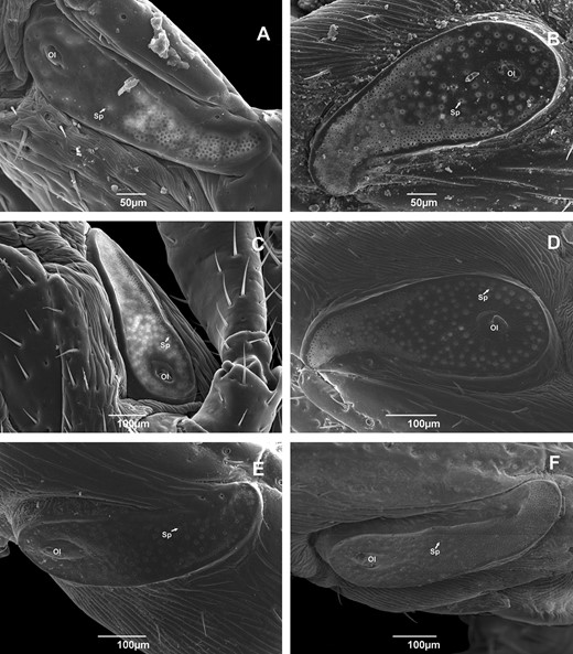 Scanning electron micrographs of spiracular plates of adult male Rhipicephalus sanguineus (Acari: Ixodidae) collected in Brazil. (A) Rondônia (× 270); (B) Roraima (× 270); (C) Pernambuco (× 170); (D) Rio Grande do Norte (×230); (E) Paraná (× 220); and (F) Rio Grande do Sul (× 200). Ol, ostial lips; Sp, surface pore.
