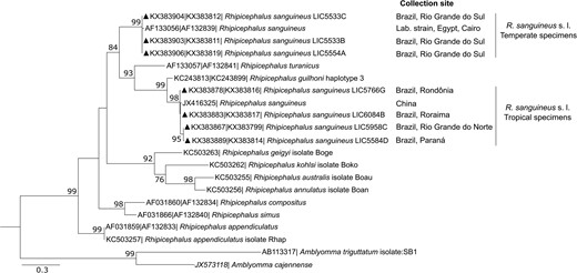 Phylogenetic analysis of Rhipicephalus sanguineus specimens from Brazil. Maximum likelihood phylogenetic tree of Rhipicephalus species using a concatenated sequence of 12S rDNA (238 bp) and COX1 (472 bp) sequences. Scale bar represents genetic distance. Numbers at the branches show bootstrap values (100 = 1,000). Genbank accession numbers are indicated on the left. The triangles represent sequences generated in this study. Other sequences are from Murrell et al. (2000), Dantas-Torres et al. (2013), Liu et al. (2013), and Burger et al. (2014).