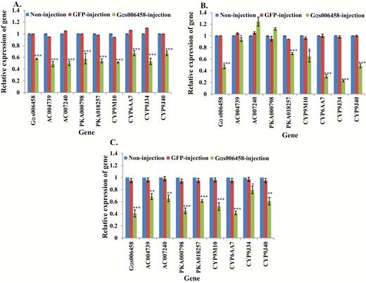 Relative expression of genes in Gαs006458 knockdown mosquitoes. mRNA levels of different genes (Gαs006458, AC004739, -007240, PKA000798, -018257, CYP9M10, CYP6AA7, CYP9J34, CYP9J40) were quantitatively tested by qRT-PCR at 3 d after dsRNA of Gαs006458 injection (green column), GFP-injected (red column), or non-injection mosquitoes (blue column). (A) Relative expression of genes following Gαs006458 knockdown in S-Lab strain. (B) Relative expression of genes following Gαs006458 knockdown in HAmCqG0 strain. (C) Relative expression of genes following Gαs006458 knockdown in MAmCqG0 strain. The results are shown as the mean ± SE (n ≥ 3). Statistical significance is represented by P ≤ 0.05 in the level of the gene expression among the gene-injected, GFP-injected and no-injected mosquitoes with *P < 0.05, **P < 0.01, ***P < 0.001.