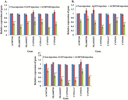 Relative expression of genes in AC007240 knockdown mosquitoes. mRNA levels of different genes (AC007240, PKA000798, -018257, CYP9M10, CYP6AA7, CYP9J34, CYP9J40) were quantitatively tested by qRT-PCR at 3 d after dsRNA of AC007240 injection (green column), GFP-injected (red column), or non-injection mosquitoes (blue column). (A) Relative expression of genes following AC007240 knockdown in S-Lab strain. (B) Relative expression of genes following AC007240 knockdown in HAmCqG0 strain. (C) Relative expression of genes following AC007240 knockdown in MAmCqG0 strain. The results are shown as the mean ± SE (n ≥ 3). Statistical significance is represented by P ≤ 0.05 in the level of the gene expression among the gene-injected, GFP-injected and no-injected mosquitoes with *P < 0.05, **P < 0.01, ***P < 0.001.