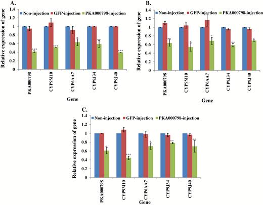 Relative expression of genes in PKA000798 knockdown mosquitoes. mRNA levels of different genes (PKA000798, CYP9M10, CYP6AA7, CYP9J34, CYP9J40) were quantitatively tested by qRT-PCR at 3 d after dsRNA of PKA000798 injection (green column), GFP-injected (red column), or noninjection mosquitoes (blue column). (A) Relative expression of genes following PKA000798 knockdown in S-Lab strain. (B) Relative expression of genes following PKA000798 knockdown in HAmCqG0 strain. (C) Relative expression of genes following PKA000798 knockdown in MAmCqG0 strain. The results are shown as the mean ± SE (n ≥ 3). Statistical significance is represented by P ≤ 0.05 in the level of the gene expression among the gene-injected, GFP-injected and no-injected mosquitoes with *P < 0.05, **P < 0.01, ***P < 0.001.