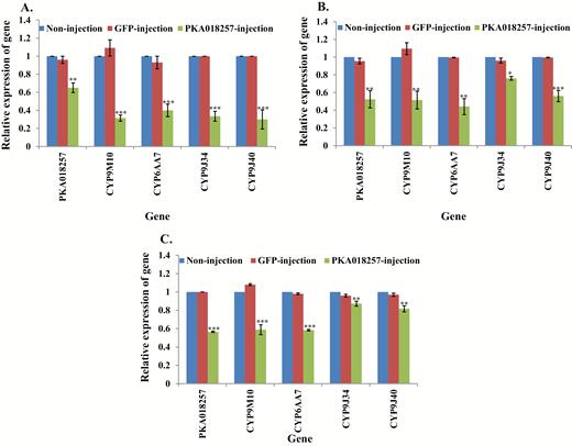 Relative expression of genes in PKA018257 knockdown mosquitoes. mRNA levels of different genes (PKA018257, CYP9M10, CYP6AA7, CYP9J34, CYP9J40) were quantitatively tested by qRT-PCR at 3 d after dsRNA of PKA018257 injection (green column), GFP-injected (red column), or noninjection mosquitoes (blue column). (A) Relative expression of genes following PKA018257 knockdown in S-Lab strain. (B) Relative expression of genes following PKA018257 knockdown in HAmCqG0 strain. (C) Relative expression of genes following PKA018257 knockdown in MAmCqG0 strain. The results are shown as the mean ± SE (n ≥ 3). Statistical significance is represented by P ≤ 0.05 in the level of the gene expression among the gene-injected, GFP-injected and no-injected mosquitoes with *P < 0.05, **P < 0.01, ***P < 0.001.
