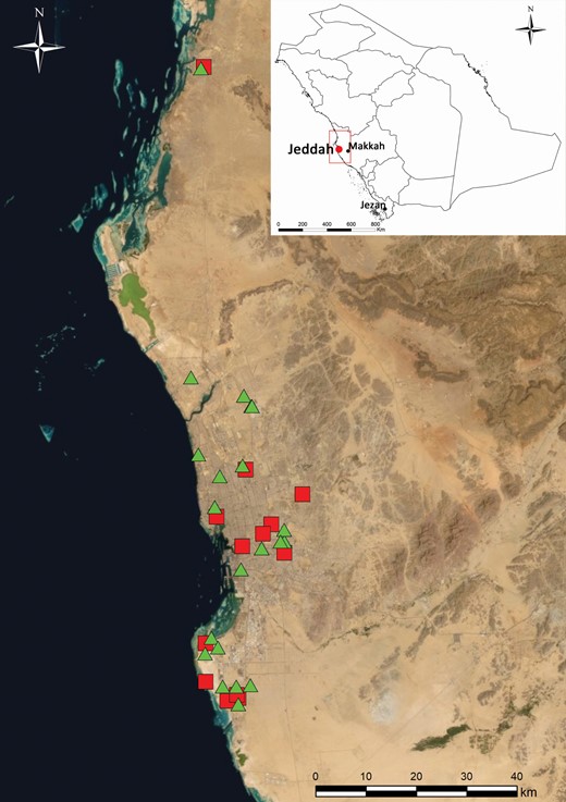Map of mosquito collection sites for detection of target-site mutations on insecticide resistance genes in 2016 in Jeddah, Saudi Arabia. Squares represent collection sites of Aedes aegypti, triangles represent sites of Culex quinquefasciatus.