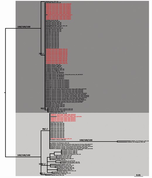 Maximum likelihood phylogeny of introns between exons 20 and 21 of the voltage-gated sodium channel (VGSC) gene of Aedes aegypti, constructed by 158 sequences under the TVM+ G model. The GenBank accession number, collection country/province, and year of each sequence are noted. The sequences obtained from Saudi Arabia are in italics (red color in online version). The numbers above the branch represent the bootstrap support of the maximum likelihood, neighbour-joining, and Bayesian analyses, respectively, based on 1,000 replicates. The scale bar indicates 0.01 nucleotide substitutions per site. Dark gray and light gray indicate the type A and B of the introns located between exons 20 and 21.