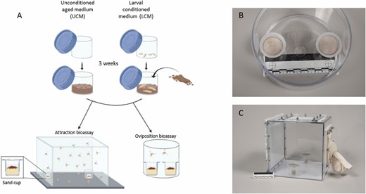 (A) Experimental design consisted of fresh larval rearing food that was used to rear sand fly larvae over 3 wk or aged in a similar manner but in the absence of larvae to form larval conditioned medium (LCM) and unconditioned aged medium (UCM), respectively. Gravid female sand flies were then presented with these two media types (placed in separate sand cups) in an oviposition arena (B) or in a free flight cage (C) to measure their oviposition or attraction responses, respectively.