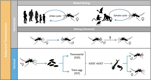 Potential transmission routes for Aedes-borne viruses: Horizontal (HT) when a female mosquito vector acquires the virus through blood-feeding on an infected vertebrate host (vector-borne transmission) is the most common and efficient route. Another type of HT includes the passage of the virus during mating (venereal transmission, HVT). Vertical transmission (TV), also called hereditary, occurs when an infected female mosquito transmits the virus to its progeny. VT can occur when germinal tissues of the female mosquitoes are infected (transovarial transmission, TOT) or during oviposition (trans-egg transmission, TET).