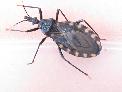 Triatoma infestans was found after 50 years in Mexico. The possible introduction of some specimens of that species via seed shipment from a South American country in a twenty-foot equivalent unit (TEU) maritime container is hypothesized. The rediscovery of this invasive domestic vector of T. cruzi in Mexico warrants further investigation owing to the potential risk of transmission to the inhabitants of the study area.
