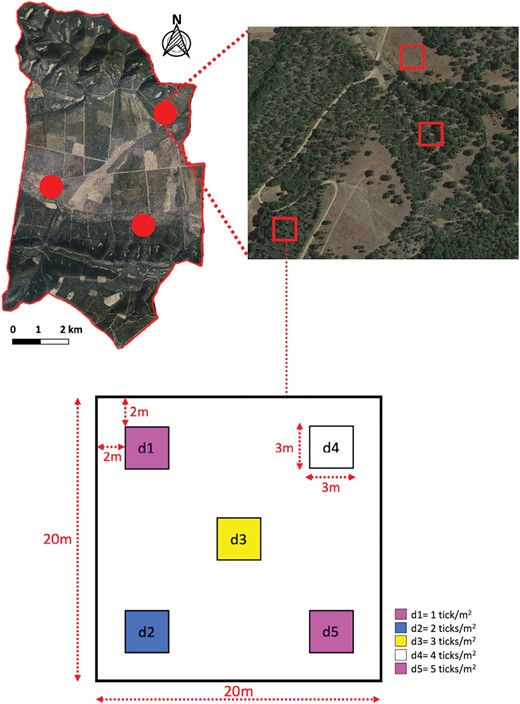Location of study replicates and plots within the boundaries of the study land (south-central Spain). Circles in the upper left image represent each of the 3 replicates in the study area, and squares in the upper right image indicate each of the 3 selected 20 × 20 m habitat plots per replicate. The schematic representation of a 20 × 20 m study plot and the allocation of different experimental tick densities to 3 × 3 m plots within it are displayed at the bottom of the figure. Ticks in density plots d1 and d5 were marked with pink fluorescent dye. Ticks in density plot d2 were marked with blue fluorescent dye, those in plot d3 with yellow fluorescent dye and those in plot d4 with white fluorescent dye.
