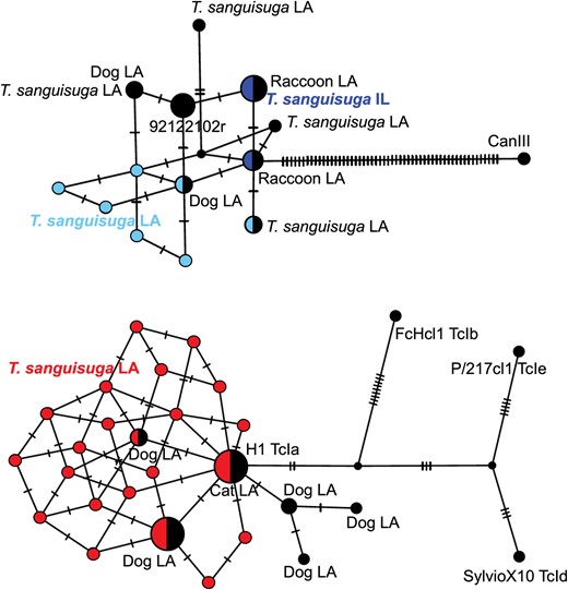 T. cruzi haplotype networks. Haplotype networks for TcIV (top) and TcI (bottom) are shown. Ticks on edges indicate nucleotide differences between pairs of sequences. Black nodes correspond to reference sequences from reference strains or previous studies in Louisiana (LA) for comparison.