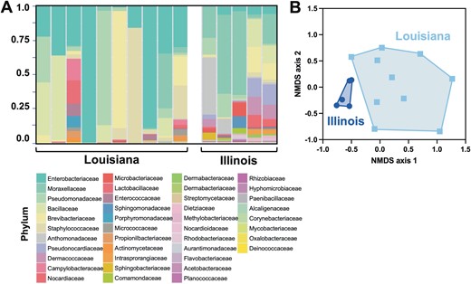 T. sanguisuga microbiota. A) Microbiota composition of individual bugs from Louisiana and Illinois. Bacterial families are color-coded as indicated. B) Beta diversity assessed by NMDS, indicating a significant difference in the composition of microbiota between bugs from Louisiana and Illinois (PERMANOVA F = 3.70, R2 = 0.22, P = 0.003).