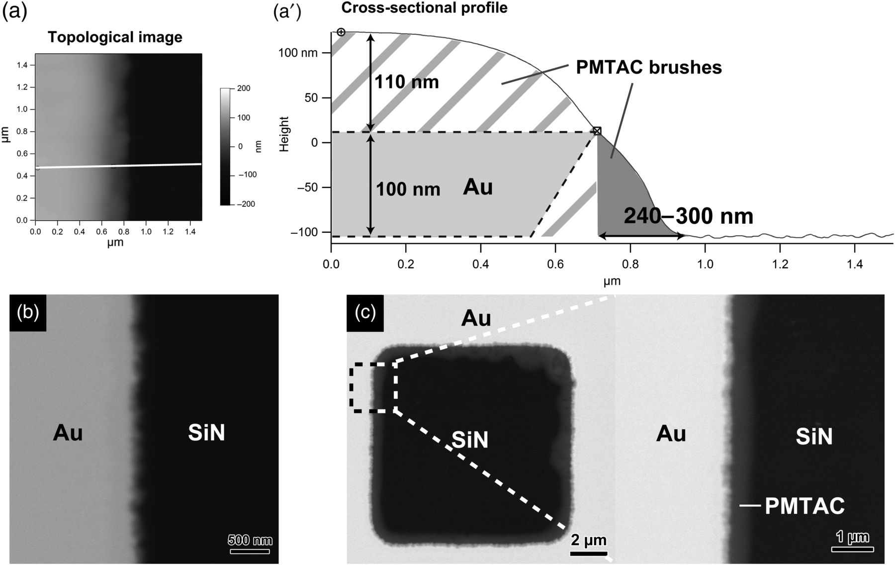 (a) AFM topological image of PMTAC brushes at the edge of the Au pattern and (a′) a cross-sectional profile along the solid line in the topological image. ASEM images of PMTAC brushes at the edge of the Au pattern (b) before and (c) after staining with HAuCl 4 .