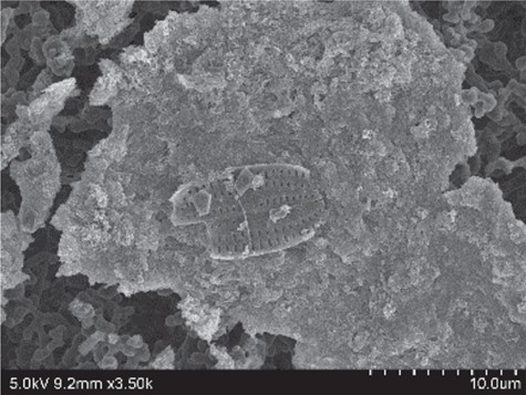 Diatom buried in residue, which was considered difficult to observe with an optical microscope.