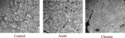 SEM analysis of 4-NB treatedcell lines