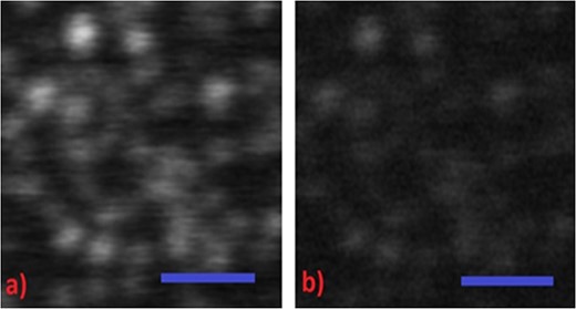 A side-by-side comparison of carboxylate fluorescent beads of 20 nm recorded in the (a) modulated confocal and (b) CW confocal configurations at an average excitation power of 7 μW. Bead images are not well recorded in the CW confocal image, but recorded with significantly better SNR in the modulated confocal recordings. Scale bar in both images is 1 μm. In both images, pixel size and dwell time correspond to 15 nm and 30 μs, respectively.