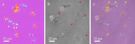 Difference between the spherulites in the POM and TEM images. Each image represents the enlarged view of the yellow-framed region in Fig. 3c. (a) POM image. White arrows indicate the spherulites that are not observed in the TEM image. (b) Large-area TEM image (corrected for deformation caused during ultrathin section preparation). Red arrows indicate the spherulites that are not observed in the POM image. (c) Merged image of the POM and TEM images. Yellow arrows indicate spherulites shown in Fig. 5.