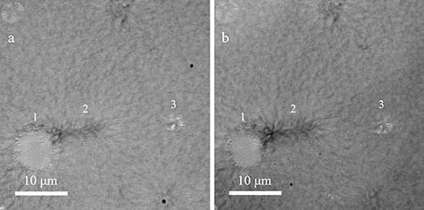 Comparison of the spherulite shape between adjacent ultrathin sections. Each image is an enlargement of the area containing the spherulites indicated by the yellow arrows in Fig. 4c, with the same field of view. Deformations caused during the preparation of ultrathin sections have been corrected. (a) TEM image extracted from the large-area TEM image. (b) TEM image of the same field of view as (a), from an ultrathin section that has been advanced by 200 nm in the depth direction.
