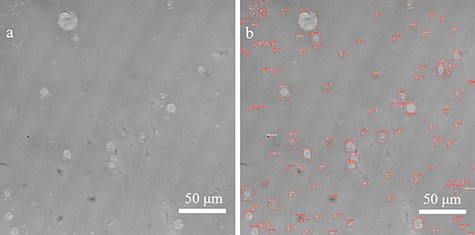 Results of spherulite detection by the convolutional neural network. (a) Image of a 250 μm × 250 μm area from the large-area TEM image. (b) TEM image after spherulite detection. Each red frame shows a detected spherulite and its width and height.
