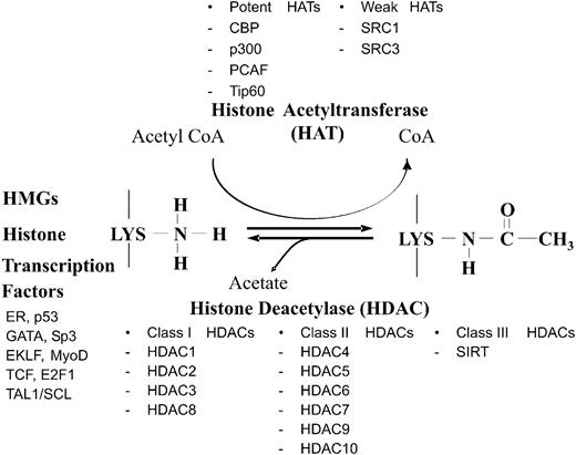 Dynamic histone acetylation is catalyzed by HAT and HDAC.