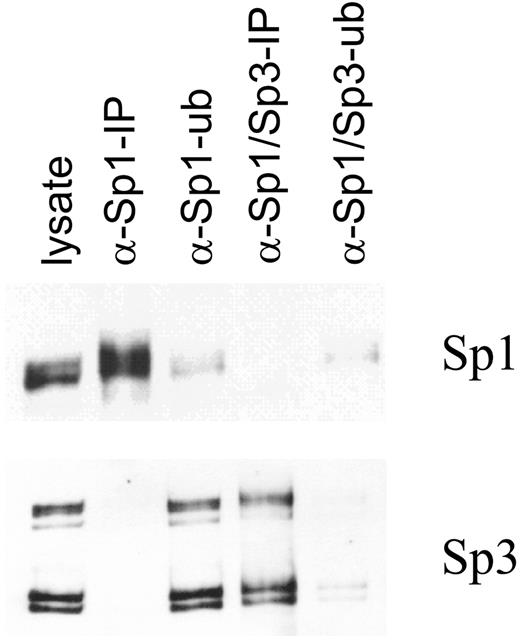 Sp1 is not associated with Sp3. MCF-7 (T5) cell lysate was incubated with anti-Sp1 antibodies, and the immunoprecipitation (IP, lane 2) and immunodepletion (ub, lane 3) fractions were collected. The immunodepleted fraction was then incubated with anti-Sp3 antibodies, which yielded IP (lane 4) and ub (lane 5) fractions. Proteins of the cell lysate (lane 1), IP and ub fractions were loaded onto a sodium dodecyl sulfate (SDS) 10% polyacrylamide gel, transferred to nitrocellulose membranes and immunochemically stained with anti-Sp1 and -Sp3 antibodies. Long (L) and short (M1 and M2) forms of Sp3 are identified ( 7). (J. Biol. Chem. 277: 35783–35786, with permission.)
