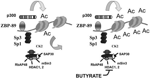Model for the butyrate induction of the Cdk2 inhibitor p21Waf1/Cip1. In the absence of butyrate, zinc-finger DNA binding protein 89 and Sp3/Sp1 recruit the p300 and HDAC1,2/CK2 complex, respectively. The steady-state level of histone acetylation is low and not supportive of transcription (left panel). When butyrate is present, HDAC activity is inhibited, which allows the histones to become hyperacetylated. The modified chromatin then supports transcription (right panel).