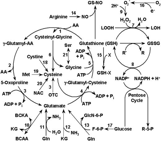 Glutathione Metabolism and Its Implications for Health