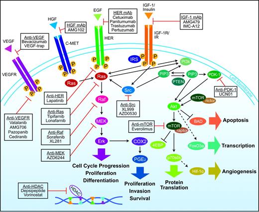 Overview of interlinked cellular signaling pathways involved in the proliferation and progression of colorectal cancer. Agents targeting signaling proteins that have been evaluated or are currently being evaluated in phase II, III, or IV clinical trials for colorectal cancer are shown. The epidermal growth factor receptor (EGFR)–related family of receptor tyrosine kinases includes human epidermal growth factor receptor (HER1), EGFR, or c-erbB1; HER2 or c-erbB2; HER3 or c-erbB3; and HER4 or c-erbB4. C-MET = mesenchymal–epithelial transition factor; EGF = epidermal growth factor; HDAC = histone deacetylases; HGF = hepatocyte growth factor; IGF-1 = insulin-like growth factor-I; IGF-1R = insulin-like growth factor-I receptor; IR = insulin receptor; VEGF = vascular endothelial growth factor; VEGF-R = vascular endothelial growth factor receptor.
