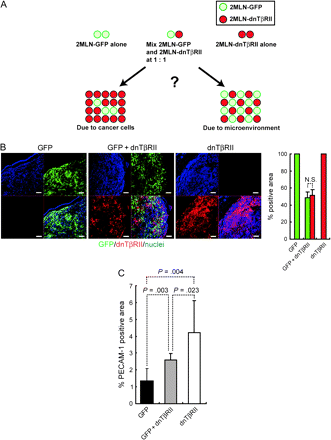 Characterization of xenograft tumors with a mixture of equal numbers of 2MLN-GFP (GFP) and 2MLN-dnTβRII (dnTβRII) cells. A) Developmental model of tumors inoculated with a mixture of 2MLN-GFP and 2MLN-dnTβRII. Equal amounts of the 2MLN-GFP and 2MLN-dnTβRII cells were mixed and transplanted into nude mice. The composition of tumors generated with a mixture of 2MLN-GFP and 2MLN-dnTβRII cells was compared with that of tumors generated with 2MLN-GFP or 2MLN-dnTβRII cells alone to investigate whether the tumor microenvironment serves as a major determinant of tumor growth. B) Distribution of 2MLN-GFP cells (GFP, green) and 2MLN-dnTβRII cells (as shown by a hemagglutinin tag that was detected with anti-hemagglutinin antibody, red) in mixed-cell tumors. 2MLN-GFP cells were identified by GFP fluorescence, and 2MLN-dnTβRII cells were identified by immunohistochemistry staining with an antibody specific for hemagglutinin and with nuclear counterstaining with TOTO-3. Left) Micrographs of sections from tumors generated with 2MLN-GFP cells alone, 2MLN-dnTβRII cells alone, or a mixture of both cell lines. Scale bars = 100 μm. Right) Percent hemagglutinin-positive areas and GFP-positive areas (n = 9 with each condition). C) Vascular areas in tumors generated with 2MLN-GFP cells alone, 2MLN-dnTβRII cells alone, or a mixture of both cell types. Vascular areas were identified by immunostaining with antibody against PECAM-1 (n = 3 in each condition). Error bars = 95% confidence intervals. All P values (two-sided) were calculated using the Student's t test. dnTβRII = dominant-negative TGF-β type II receptor; GFP = green fluorescent protein; TGF-β = transforming growth factor β; PECAM-1 = platelet–endothelial cell adhesion molecule-1.