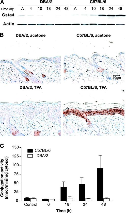 Glutathione S-transferase α4 (Gsta4) protein expression and enzymatic activity in mouse skin following treatment with 12-O-tetradecanoylphorbol-13-acetate (TPA). A) Gsta4 protein levels in C57BL/6 vs DBA/2 epidermis following TPA treatment. Groups of three female C57BL/6 or DBA/2 mice were treated topically once with 6.8 nmol TPA or acetone. Mice were killed at the indicated time points and dorsal skin was removed. Epidermal cells were harvested by scraping over a chilled glass plate and then placed in radioimmunoprecipitation assay buffer before being homogenized using an 18-gauge needle and syringe. The homogenates were cleared by centrifugation and the supernatant was analyzed for protein content. Then, equal amounts of supernatant protein were subjected to western blot analysis of Gsta4 expression. Actin protein levels were also probed as a loading control. These results are representative of three independent studies. B) Immunohistochemical staining of Gsta4 in skin sections from DBA/2 and C57BL/6 mice. Mice were treated twice weekly for 2 weeks with either 6.8 nmol TPA or acetone and killed 24 hours after the final treatment. Dorsal skin was removed and samples were formalin fixed and embedded in paraffin before staining using hemotoxylin counterstain (blue) and a rabbit polyclonal anti-Gsta4 antibody and an horseradish peroxidase–conjugated anti-rabbit secondary antibody. The peroxidase reaction was assayed using diaminobenzidine as the chromagen (brown). Representative photomicrographs are presented (scale bar = 50 μm). C) 4-hydroxy-2(E)-nonenal (4-HNE) glutathione conjugation activity in epidermal GST preparations from TPA-treated C57BL/6 and DBA/2 mice. Groups of six C57BL/6 and DBA/2 mice were killed at the indicated time points following a single topical application of 6.8 nmol TPA, and the dorsal skins were removed. The epidermis was harvested and homogenized, and then cytosolic glutathione S-transferases were purified from the epidermal lysates using a glutathione–agarose column. Conjugation activity toward 4-HNE was assessed spectrophotometrically and normalized to protein content. The mean specific activity and 95% confidence interval are presented. These experiments were performed in duplicate with similar results.