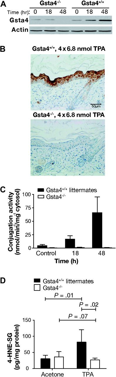 Epidermal 4-hydroxy-2(E)-nonenal (4-HNE) conjugation capacity in glutathione S-transferase α4 (Gsta4)-deficient vs wild-type mice. A) Western blot analysis of Gsta4 protein expression in Gsta4-deficient vs wild-type mice. Gsta4-deficient mice and littermate controls were treated with 6.8 nmol 12-O-tetradecanoylphorbol-13-acetate (TPA) or vehicle and killed at various time points. The dorsal skin was removed and the epidermis was scraped into radioimmunoprecipitation assay buffer before being homogenized with an 18-gauge needle and syringe. The homogenates were cleared by centrifugation and the supernatant was assayed for protein content. Then equal amounts of supernatant protein were analyzed for Gsta4 protein expression by western blot. Actin protein expressed is presented as a loading control. This experiment was performed in triplicate with similar results. B) Immunohistochemical analysis of Gsta4 protein expression in Gsta4-deficient vs wild-type mice. Gsta4-deficient and wild-type mice (n = 3 per strain) were treated topically with TPA twice weekly for 2 weeks and 48 hours after the final treatment the mice were killed and the dorsal skin removed. Skin sections were formalin-fixed, embedded, and examined for Gsta4 expression by immunohistochemistry as described above (see Figure 3, B). C) 4-HNE glutathione conjugation activity in epidermal GST preparations from Gsta4-deficient vs wild-type mice. Groups of six Gsta4-deficient and wild-type mice were killed at the indicated time points following topical treatment with TPA and the dorsal skins were removed. The epidermis was harvested, pooled, and homogenized, and then cytosolic glutathione S-transferases were purified from the epidermal lysates using a glutathione–agarose column. Conjugation activity toward 4-HNE was assessed spectrophotometrically and normalized to protein content. The mean and 95% confidence interval are displayed. This experiment was performed in duplicate with similar results. D) Glutathione-conjugated metabolites of 4-HNE in epidermis of Gsta4-deficient and wild-type mice following TPA treatment. Gsta4-deficient mice and littermate controls were treated twice weekly for 2 weeks with 3.4 nmol TPA, and 24 hours following the final treatment, epidermal scrapings were harvested from at least three individual mice per group. Glutathione-conjugated metabolites of 4-HNE in the epidermal samples were detected by Liquid Chromatography-Tandem Mass Spectrometry. The mean and 95% confidence are presented. This experiment was performed in triplicate with similar results and the data have been combined. All P values were based on two-sided Student t tests. 4-HNE-SG = glutathione conjugated 4-HNE.