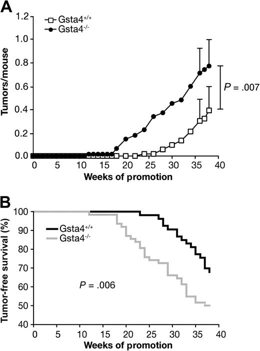 Susceptibility of C57BL/6.glutathione S-transferase α4 deficient (Gsta4−/−) vs wild-type mice to tumor promotion by TPA. Groups of at least 24 mice of each strain were initiated by topical application of 100 nmol 7,12-dimethylbenz(a)anthracene to the shaved dorsal skin and promoted twice weekly with 3.4 nmol TPA for 38 weeks. Tumors were counted weekly by palpation and tumor multiplicity was determined by dividing the total number of tumors by the number of mice at risk when the first tumor was observed. Two independent experiments were performed with similar results; therefore, the data have been combined (C57BL/6.Gsta4−/−, n = 62; C57BL/6.Gsta4+/+, n = 53). A) Time course of tumor development in Gsta4-deficient and wild-type mice. Tumor multiplicity was statistically significantly higher in Gsta4-deficient mice than in wild-type mice at 38 weeks (P = .007, one-tailed Mann–Whitney U test). The mean and 95% confidence interval for tumor multiplicity at 36 and 38 weeks are presented. B) Tumor latency in Gsta4-deficient and wild-type mice. Tumor latency was decreased in Gsta4-deficient mice (P = .006, Gehan–Breslow–Wilcoxon). The number of mice at risk for weeks 0, 20, and 38 were 53, 53, 36 for wild-type and 62, 54, and 31 for Gsta4-deficient mice.