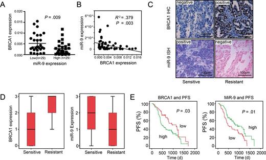  Prognostic role of microRNA (miR)–9 in ovarian cancer patients. A and B ) BRCA1 protein and miR-9 expression are inversely correlated in ovarian cancer samples. miR-9 expression was quantified by quantitative reverse-transcription polymerase chain reaction (normalized to U6) in 58 clinical ovarian cancer tissue samples. BRCA1 expression was quantified with β-actin as a control. Patients were divided equally into two groups according to miR-9 expression level, and BRCA1 expression showed considerable differences between miR-9 low and miR-9 high groups. ( P = .009, Mann–Whitney U test) ( A ). A plot of the relative expression of miR-9 vs BRCA1 showed an inverse correlation between them. Correlation index R2 and P values were calculated using Spearman rank test ( R2 = 0.379; P = .003) ( B ). C ) Paraffin-embedded, formalin-fixed ovarian cancer tissues were incubated with a locked nucleic acid anti-miR-9 probe for in-situ hybridization (ISH) and anti-BRCA1 antibody for immunohistochemical (IHC) analysis with scrambled probe and phosphate-buffered saline as a negative control, respectively. Representative photographs are shown. Scale bars = 100 μm. D ) The differences of BRCA1 ( left panel ) and miR-9 expression ( right panel ) between platinum-based chemotherapy–sensitive and –resistant patients in ovarian cancer specimens is shown. Platinum-based chemotherapy–resistant patients showed higher BRCA1 expression ( P < .001, Mann–Whitney U test) ( right panel ) and lower miR-9 expression ( P = .03, Mann–Whitney U test), when compared with chemotherapy-sensitive ovarian patients ( left panel ). E ) A Kaplan–Meier analysis of progression-free survival (PFS) for ovarian cancer patients with the corresponding expression profiles of BRCA1 ( left ) and miR-9 ( right ) is shown ( P = .03 and P = .01, respectively, log-rank test). All statistical tests were two-sided. 