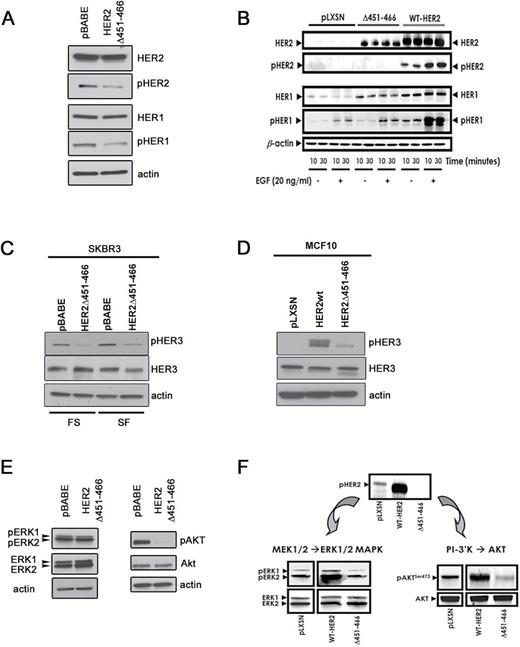 Deletion of the human epidermal growth factor receptor 2 (HER2) dimerization site and HER2-driven signaling. A) Overexpression of HER2-ECD-Δ451–466 interferes with HER1/HER2 crosstalk and acts as a dominant-negative in SK-BR3 cells. Immunoblot analysis of the pTyr profiles of HER1 and HER2 under serum-free (SF) and full serum conditions. β-actin was used as a loading control. Shown is an immunoblot representative of three independent experiments. B) Overexpression of HER2-ECD-Δ451–466 interferes with HER1/HER2 crosstalk in MCF10A cells. Following serum starvation, MCF10A/wt-HER2, MCF10A/HER2-ECD-Δ451–466, and MCF10A/pLXSN control cells were treated with EGF for 10 or 30 minutes. Fifty μg of total protein were subjected to immunoblotting analysis for HER2, pHER2, HER1, and pHER1; β-actin was used as a loading control. Shown is an immunoblot representative of three independent experiments. C and D) Immunoblot analysis of HER3 transactivation in the presence of HER2wt or the HER2-ECD-Δ451–466 mutant in SK-BR3 (C) and MCF10 (D) cells under full serum (SK-BR3 only) and SF conditions (both cell lines), compared with vector controls. Note that for both cells lines, activation of HER3, assessed by its phosphorylation, is dramatically reduced in the cells overexpressing the mutant compared with the HER2wt-expressing cells. C and D) Overexpression of HER2-ECD-Δ451–466 inhibits signaling from downstream effectors in both SK-BR3 (E) and MCF10A (F) cells. Fifty μg of total protein from each cell line stably expressing the empty vector pLXSN, wt-HER2, or HER2-ECD-Δ451–466, as indicated, were subjected to immunoblotting analysis with phospho-specific antibodies for pERK and pAKt, as well as ERK/Akt as loading controls. Shown is an immunoblot representative of three independent experiments for each cell line.