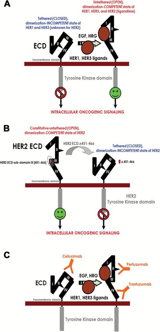 Evidence for a new anti–human epidermal growth factor receptor 2 (HER2) therapeutic strategy based on the disruption of the constitutive dimerization-competent (“open”) conformation of HER2 extracellular domain (ECD) structure: a working model. A) Ligand binding to HER receptors induces the formation of receptor homo- and heterodimers, resulting in phosphorylation/activation on specific tyrosine residues within the cytoplasmic tail. These phosphorylated residues recruit a range of proteins that leads to the activation of intracellular signaling pathways, including ERK1/2- and AKT-driven pathways. The extracellular region of each HER receptor consists of four subdomains (I to IV). It has been proposed that in the absence of ligand, HER1, and HER3 assume a tethered (“closed”) dimerization-incompetent structure. Subdomains I and III are involved in ligand binding, and, following this, the dimerization arms in HER1 and HER3 subdomain II are exposed. None of the ligands bind HER2, but HER2 is the preferred dimerization partner for all other HER receptors because HER2 has a fixed (constitutive) untethered dimerization-competent conformation that resembles the ligand-activated state of HER1 and HER3. B) Our current findings strongly suggest that, upon deletion of a small portion of the HER2-ECD subdomain III, HER2 can no longer adopt its constitutive “open” conformation, making it homo- and heterodimerization-deficient and thus interfering with its signaling capacity. C) The HER2-directed inhibitory antibodies trastuzumab and pertuzumab bind subdomains IV and II, respectively, in the permanently “opened” state of HER2, while the HER1-directed antibody cetuximab binds subdomain III of the autoinhibited tethered state of HER1-ECD. In each case, heterodimerization and downstream signaling are impaired.