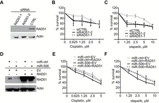 RAD51 and miR-506–induced increases in cisplatin/PARP inhibitor sensitivity in ovarian cancer cells. A-C) HeyA8 cells were transfected with 40nm si-Ctrl or si-RAD51. After 24 hours, cells were reseeded for cisplatin (B) or olaparib (C) sensitivity assay or harvested for Western blot analysis (A). Curves were generated from three independent experiments. D-F) HeyA8 cells were cotransfected with RAD51 without the 3′-UTR or empty vector (EV) together with 20nm miR-Ctrl or miR-506. After 24 hours, cells were reseeded for cisplatin (E) or olaparib (F) sensitivity assay or harvested for Western blot analysis (D). Curves were generated from three independent experiments (data represent the mean ± SD).