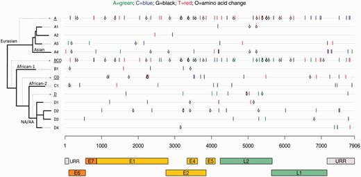 Phylogenetic tree and sublineage-specific nucleotide and amino acid changes in HPV16 sublineages. The x-axis shows the HPV16 genome positions and gene regions, aligned according to sublineage in the phylogenetic tree on the y-axis . Sublineage-specific single-nucleotide polymorphisms (SNPs) were determined from an alignment of 63 complete-genome nucleotide sequences by selecting the nucleotides that occurred only in members of a given sublineage. The nucleotide of each SNP is color-coded as shown at the top figure legend , and the open circles represent nonsynonymous changes. Amino acid changes in the E2/E4 gene region are changes observed in E2. SNPs for a given lineage are cumulative as the tree is traversed from deepest node out to finer sublineage branches. For example, A ( underlined, first row ) changes are found in all A sublineage genomes plus the changes on each specific A sublineage row; and the D4 sublineage ( last row ) contains all changes shown on the BCD ( underlined, row 6 ), CD ( underlined, row 8 ), D ( underlined, row 10 ), and D4 ( row 14 ) lines. E1 = early gene 1; E2 = early gene 2; E4 = early gene 4; E5 = early gene 5; E6 = early gene 6; E7 = early gene 7; L1 = late gene 1; L2 = late gene 2; NA/AA = North American/Asian-American; URR = upstream regulatory region.