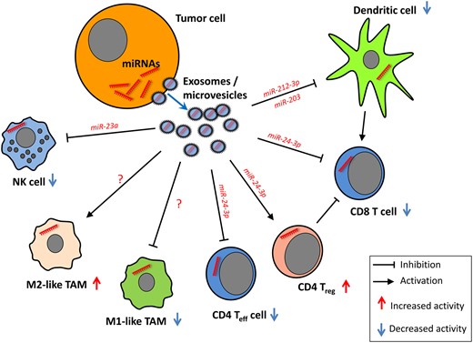 Tumor-derived miRNAs shuttled through extracellular vesicles alter the function of immune cells. Natural killer (NK) cell function is impaired upon transfer of miR-23a (36). T cell proliferation and differentiation are impaired by tumor-derived miR-24-3p (26), whereas RNA-212-3p and miR-203 exert inhibitory effects on dendritic cell function (32,33). No tumor microvesicle–derived miRNAs affecting tumor-associated macrophage differentiation have been described so far. NK = natural killer cell; TAM = tumor-associated macrophage; Teff = effector T cell; Treg = regulatory T cell.
