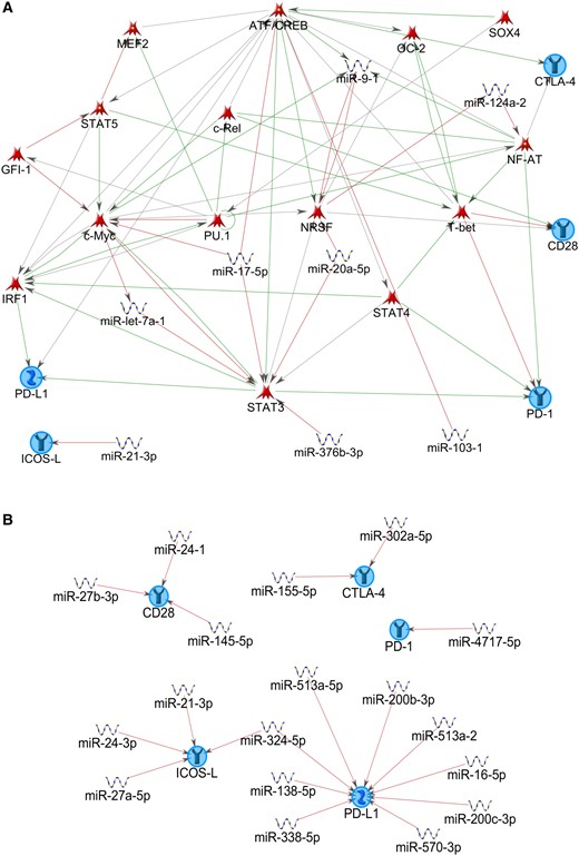 MetaCore analysis on selected T cell checkpoint molecules. Network plots were generated using MetaCore with programmed cell death 1, PD ligand 1, cluster of differentiation 28, cytotoxic T lymphocyte–associated protein 4, and inducible T cell costimulatory ligand as preset network nodes. A) This network was generated using the “auto expand” algorithm with 50 nodes. Object types included miRNAs and transcription factors. This network is primarily built on transcription factors (TFs) and includes TF-targeting miRNAs. B) The second network plot is based on “expand by one interaction” algorithm with the omission of TFs from the Object types. Thus, miRNAs directly targeting checkpoint molecules are depicted. For details on parameter settings, see the Supplementary Materials (available online). ATF/CREB = activating transcription factor/cAMP responsive element binding protein; CD = cluster of differentiation; c-Myc = human v-myc avian myelocytomatosis viral oncogene homolog (transcription factor); c-Rel = REL proto-oncogene, NF-kB subunit; CTLA-4 = cytotoxic T lymphocyte–associated protein 4; GFI-1 = growth factor independent 1 transcriptional repressor; ICOS-L = inducible T cell costimulatory ligand; IRF1 = interferon regulatory factor 1; MEF2 = myocyte enhancer factor 2; NF-AT = nuclear factor of activated T-cells; NRSF = neuron-restrictive silencing factor; OC-2 = one cut homeobox 2; PD-1 = programmed cell death 1; PD-L1 = PD ligand 1; PU.1 = transcription factor of the ETS family also known as Spi-1; SOX4 = sex determining region Y box 4; STAT = signal transducer and activator of transcription; T-bet = T-box 21, transcription factor.